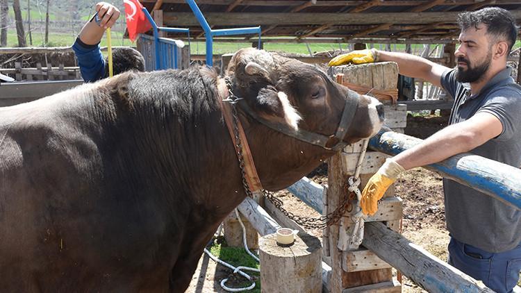 Piyasanın kralı belli oldu Kantara sığmadı, fiyatı dudak uçuklattı