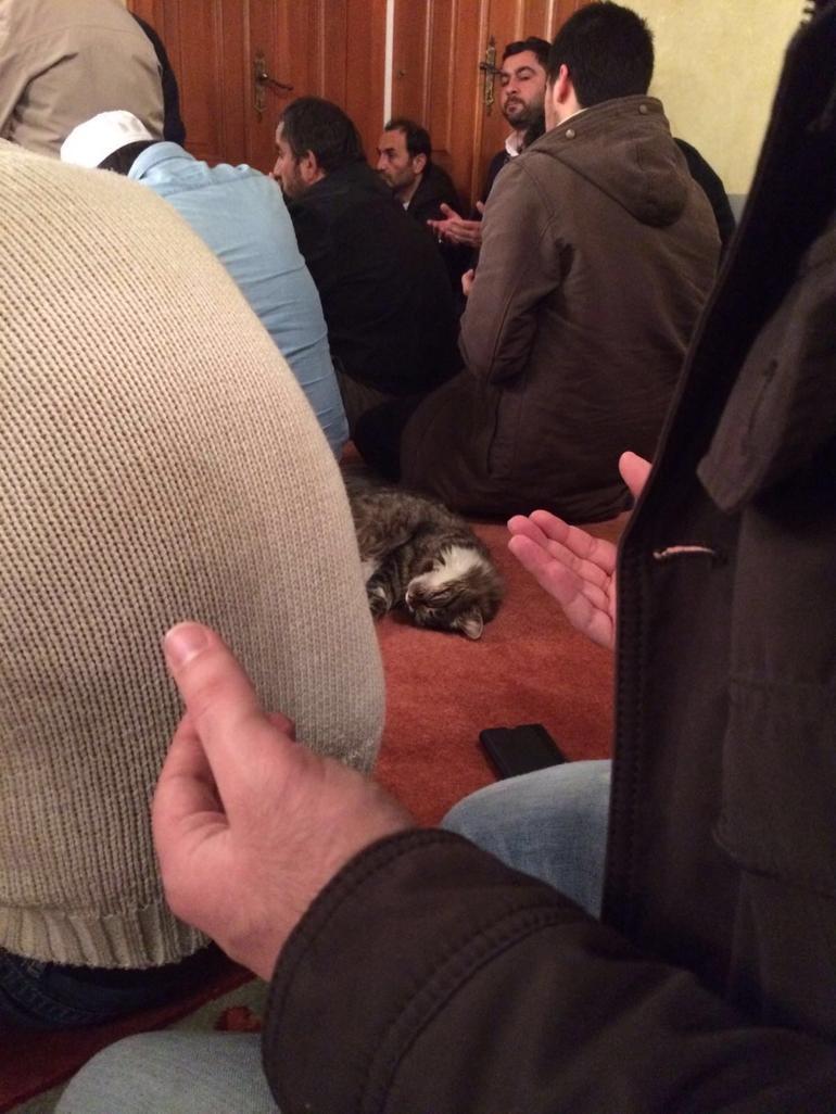 Kedi sever imam Mustafa Efe anlattı