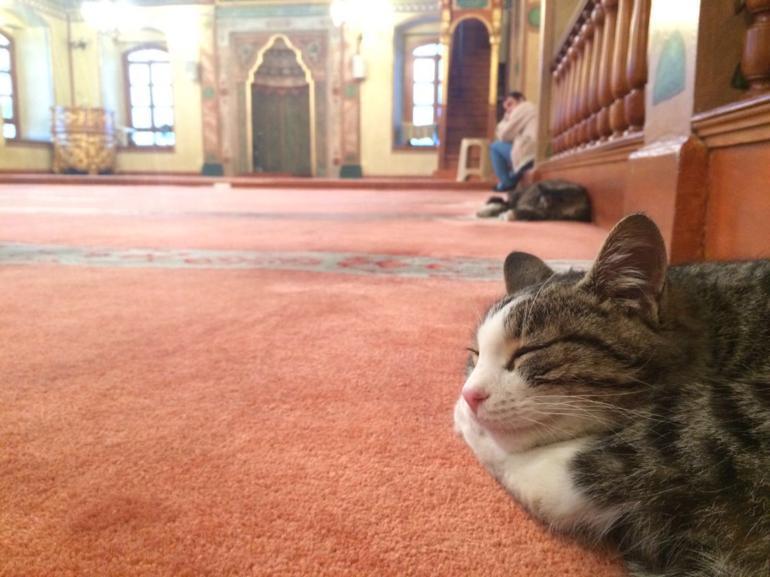 Kedi sever imam Mustafa Efe anlattı