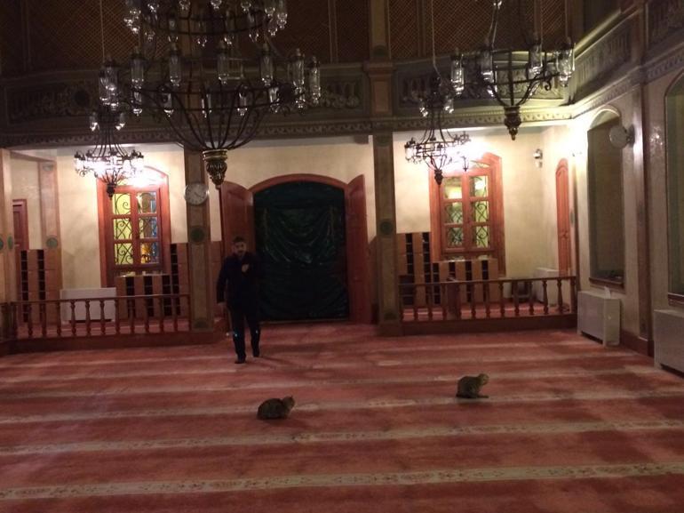 Kedi sever imam Mustafa Efe anlattı