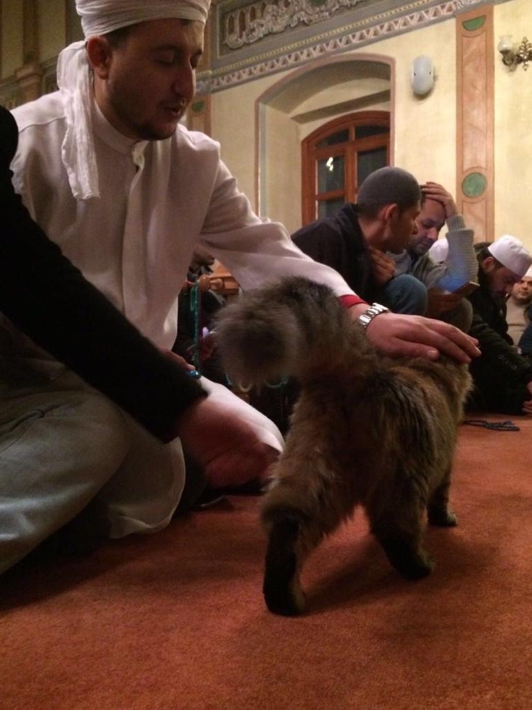 Kedi sever imam Mustafa Efe anlattı