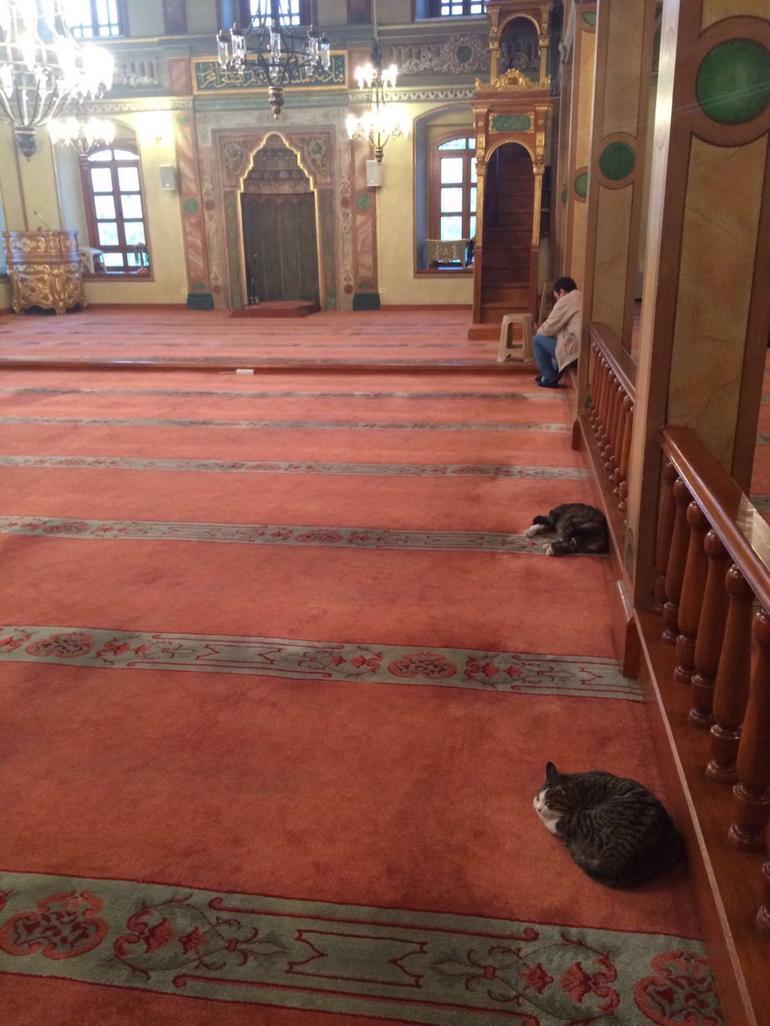 Kedi sever imam Mustafa Efe anlattı