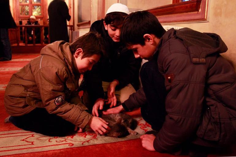 Kedi sever imam Mustafa Efe anlattı
