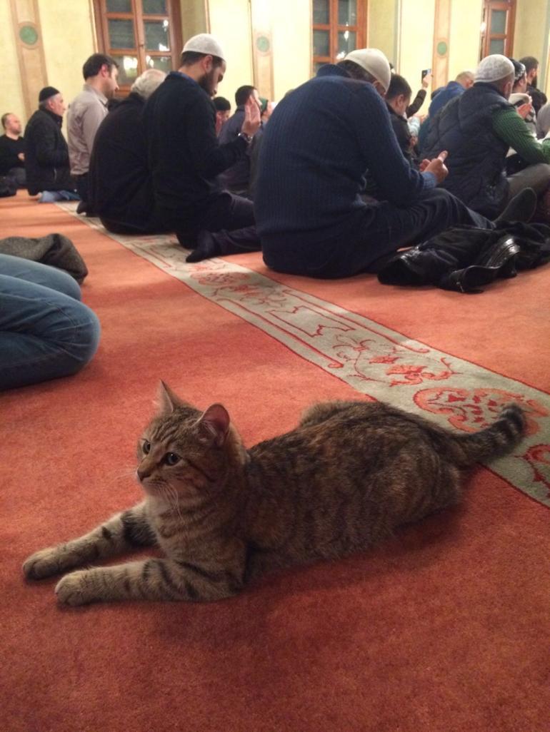 Kedi sever imam Mustafa Efe anlattı