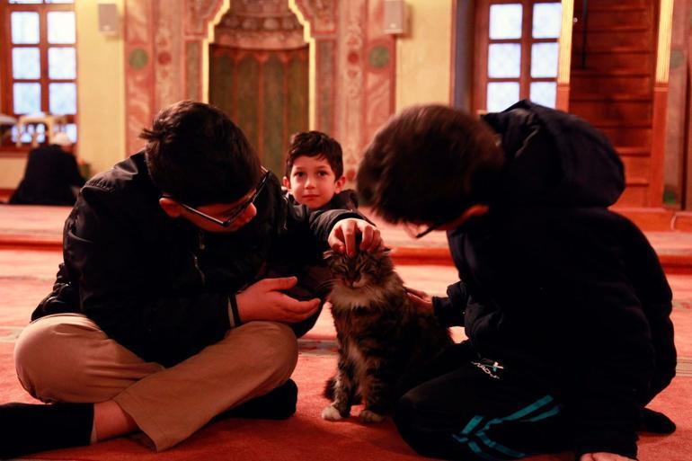 Kedi sever imam Mustafa Efe anlattı