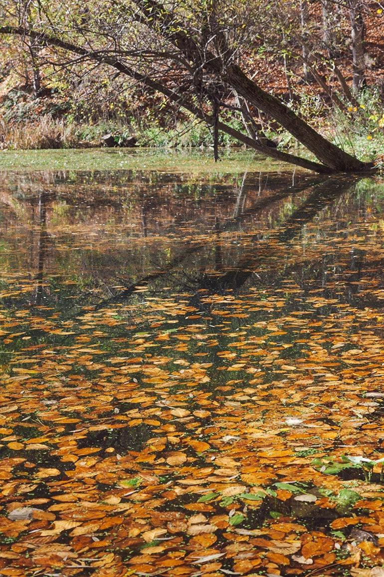 Türkiyede sonbaharda gidilecek en güzel yer: Yedigöller