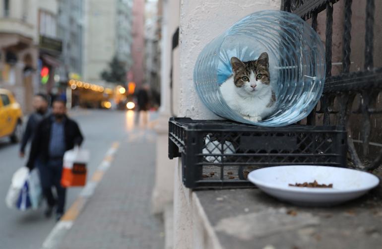 Istanbuls back alleys and high streets teem with cats