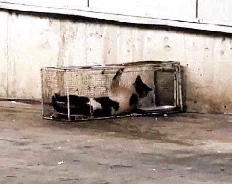 Feline ‘sausage thief’ punished with cage