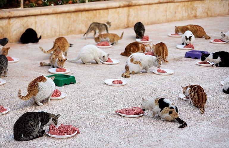 In war-torn Syria, cat man starts rare animal clinic