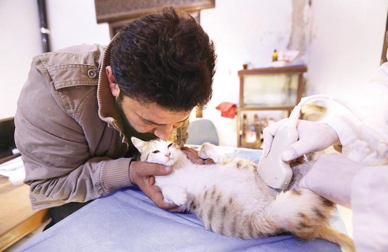 In war-torn Syria, cat man starts rare animal clinic