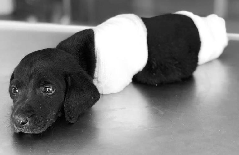 Puppy killing stirs outrage in Turkey as politicians vouch for new animal rights law