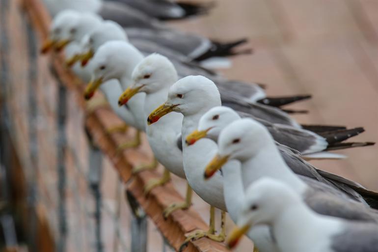Bird population increases around Lake Erçek in Van