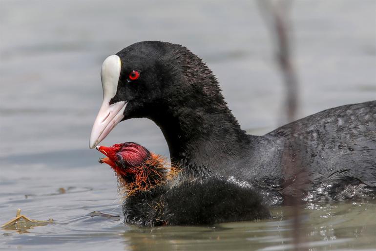 Bird population increases around Lake Erçek in Van