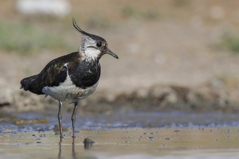 Bird population increases around Lake Erçek in Van