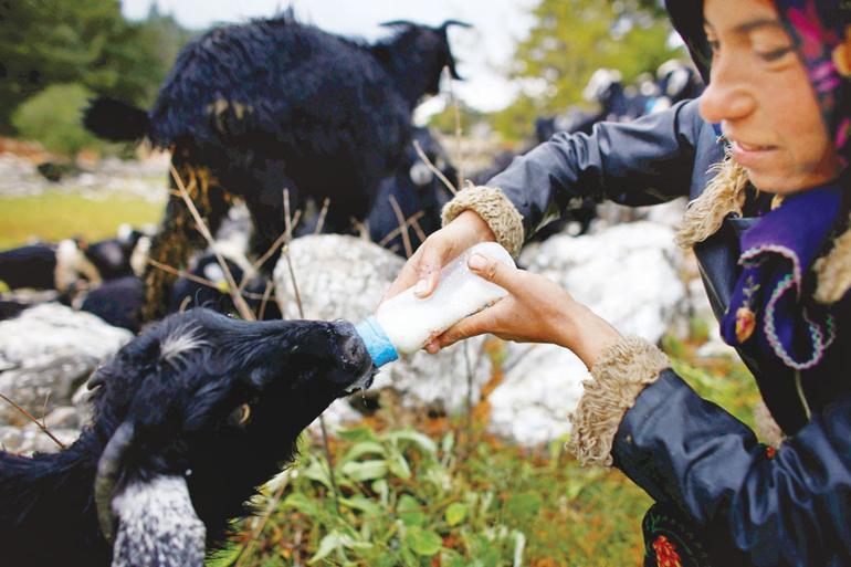 Turkey’s last nomads roam Anatolia