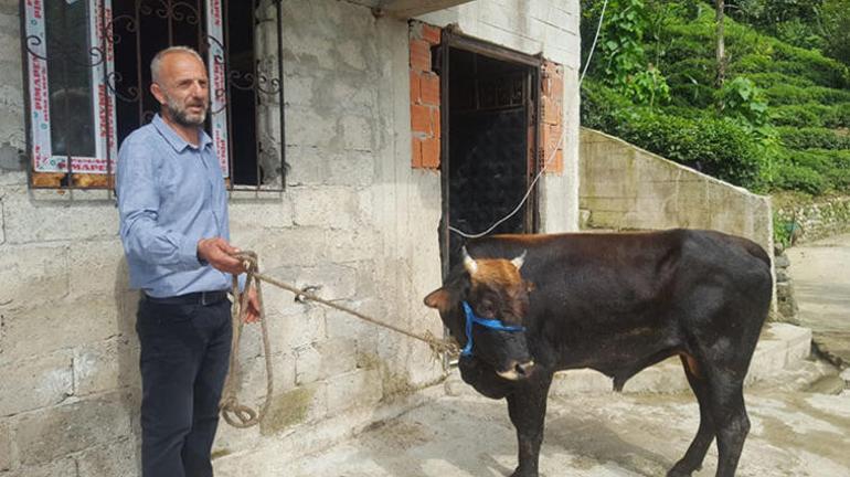 Turkish owner pardons bull after it escaped sacrifice by swimming 23 kilometers