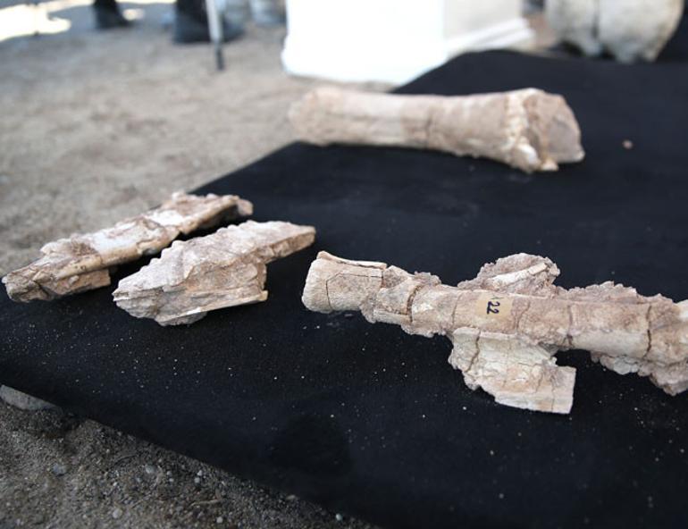 7.5 million-year-old bovidae fossils found in Turkey’s Kayseri province