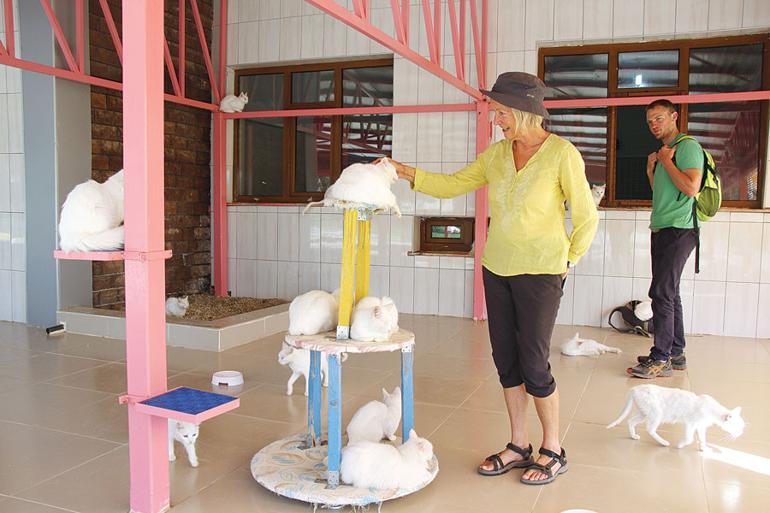 Van cat center raising awareness, protecting felines