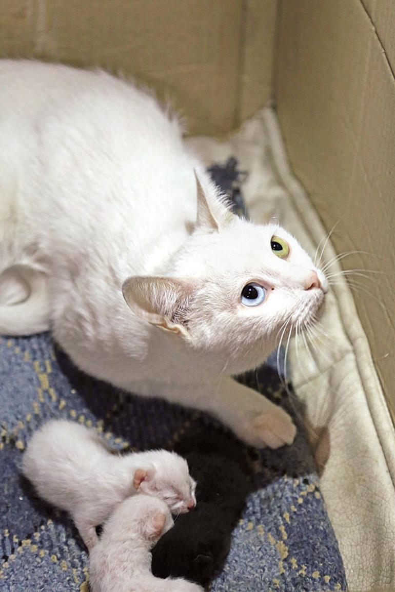 Van cat center raising awareness, protecting felines