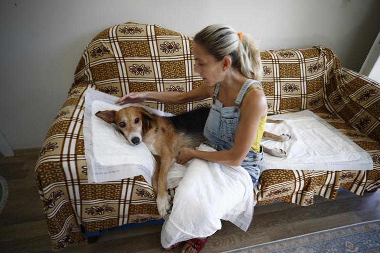 Stray dog in Antalya survives with 126 buck shots