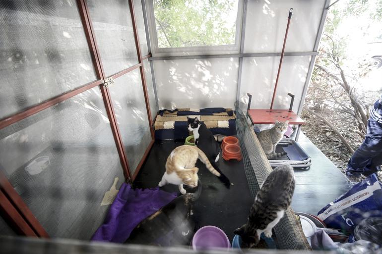 Caravan home for stray cats