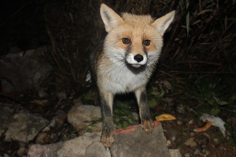 Hungry fox comes to Tunceli tourist facility everyday