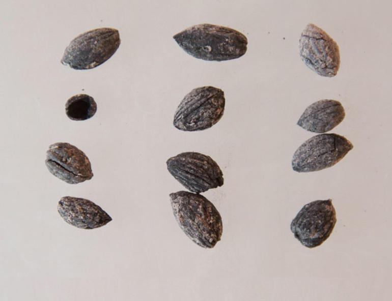 Ancient olive seeds unearthed in Turkeys Kilis