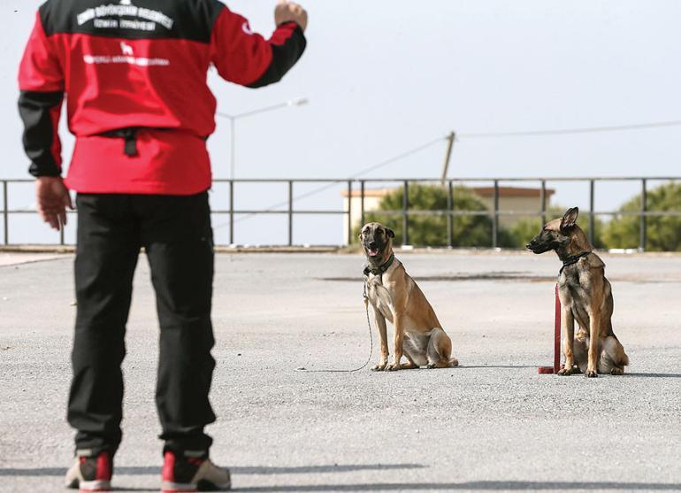 Dogs trained to save lives