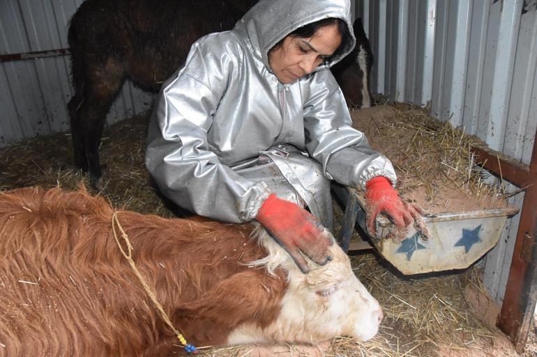 Farm official raising money for three-legged calf