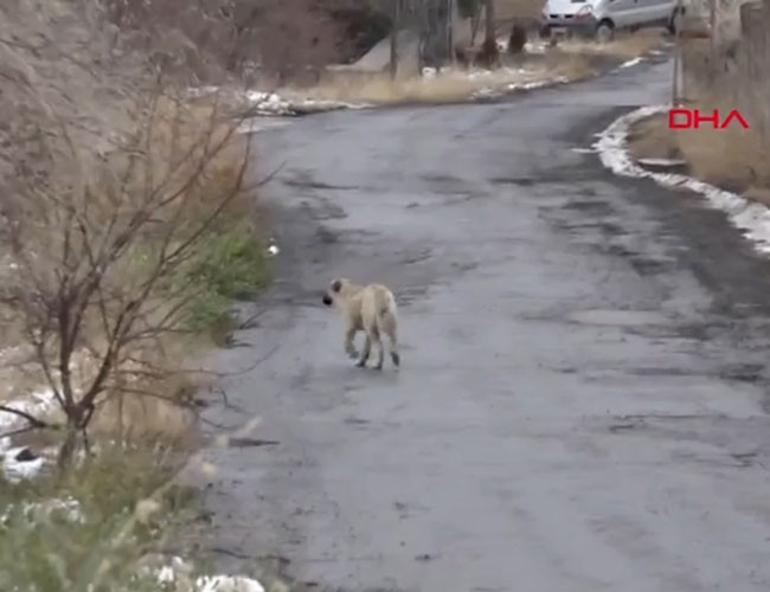 Student killed by stray dogs in Turkey’s Kayseri