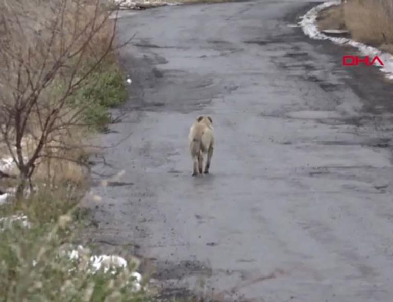 Student killed by stray dogs in Turkey’s Kayseri