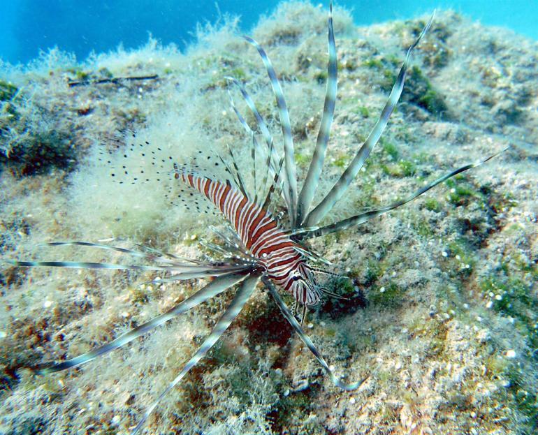 Red Sea fish invade Antalya Gulf