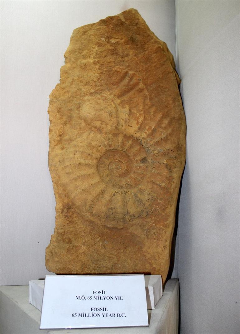 65-million-year-old giant snail presented in new exhibition in Turkey’s east