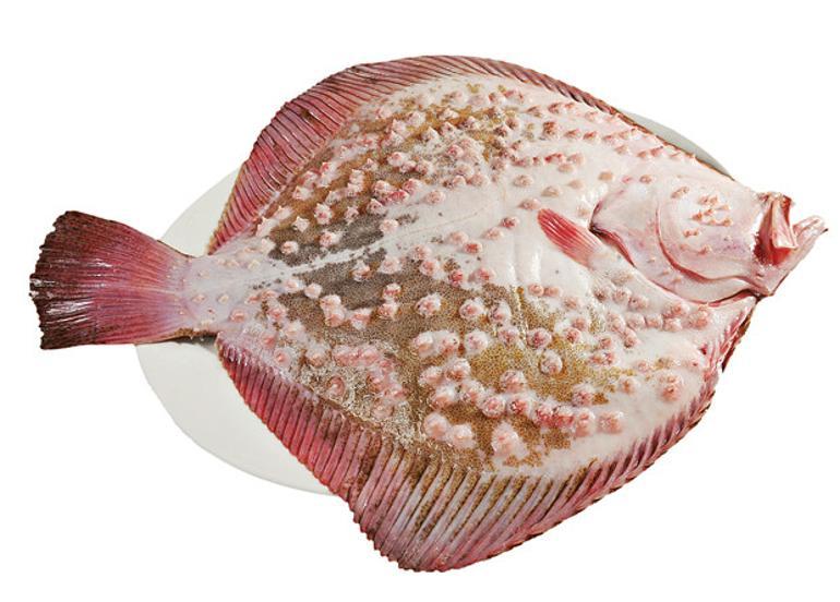 Balık sofralarının çirkin kralı kalkan