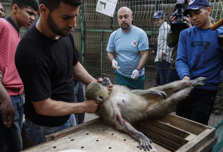 More than 40 zoo animals evacuated from Gaza Strip