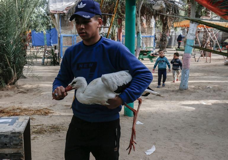 More than 40 zoo animals evacuated from Gaza Strip