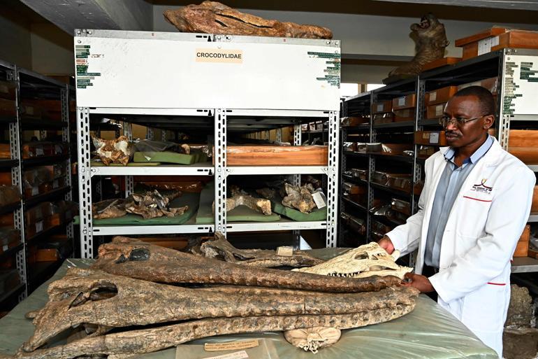 Hidden mysteries lie in wait inside Kenyas fossil treasury