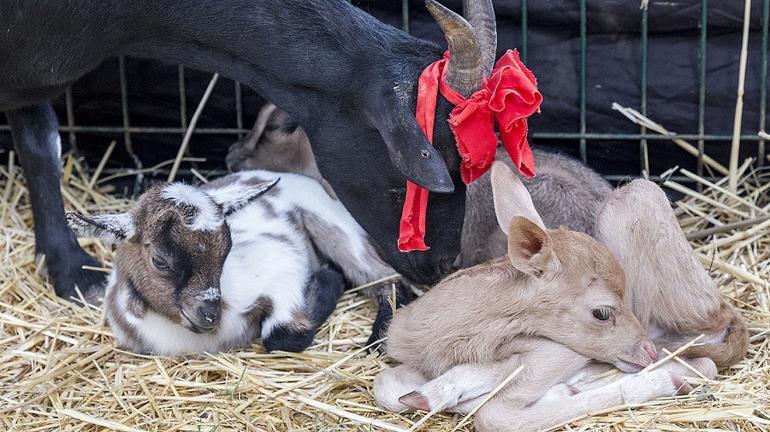 Abandoned fawn finds new mother in goat at Istanbul zoo