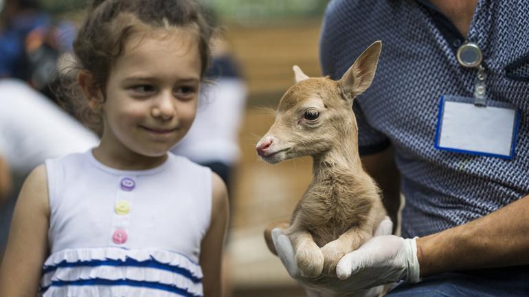 Abandoned fawn finds new mother in goat at Istanbul zoo