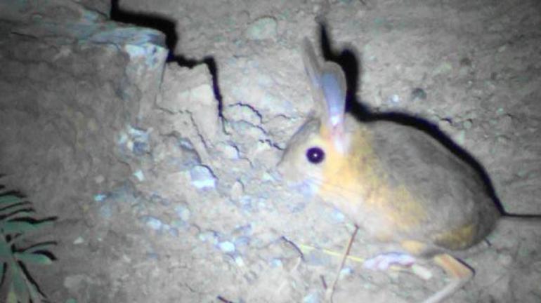 Endangered jerboa spotted in Central Anatolia
