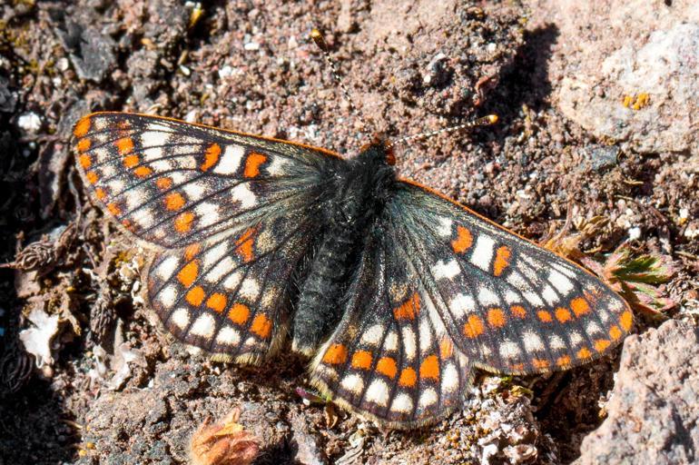 Endangered butterfly observed 50 years later