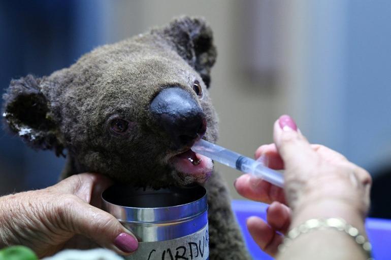 Two koalas rescued in Australia bushfire but fate of 100s unknown