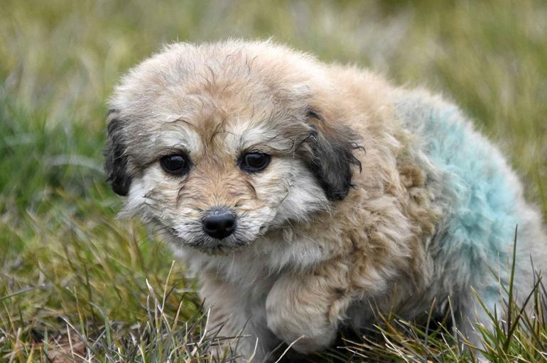 Dog named ‘Miracle’ after surviving building collapse in Central Anatolia