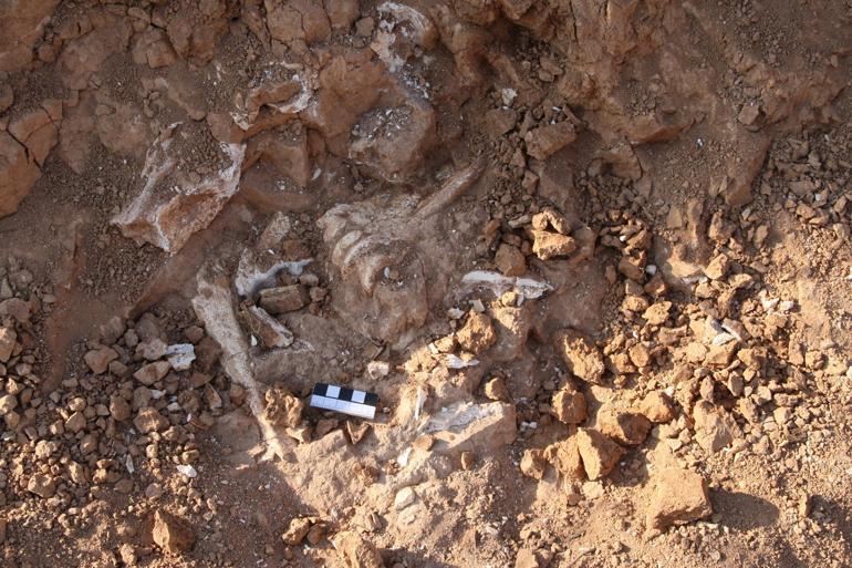 9M-year-old fossils revealed in Turkey