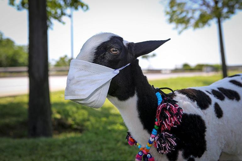 Pet lamb draws interest with mask