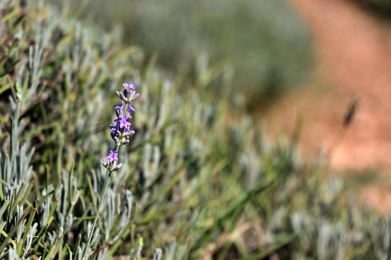 Woman turns waste-yard to lavender garden