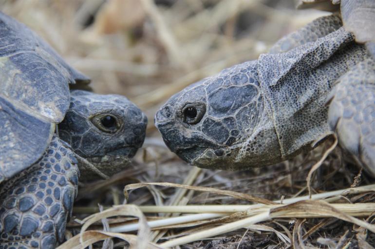Tortoises invade eastern village