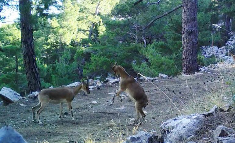 Wild goats in Taurus Mountains photographed with camera trap
