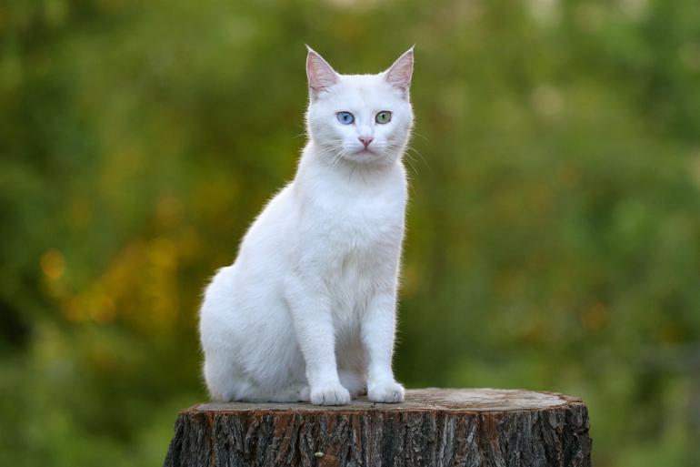 Van cats petted from afar during pandemic