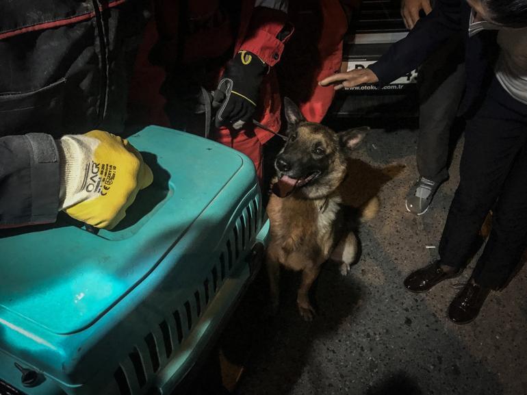 Rescue dog saves cat from debris after İzmir quake